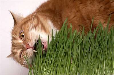 Огород для котов. Как вырастить зеленую траву для своих питомцев?