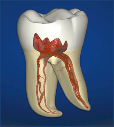 Что такое пульпа зуба в аспекте стоматологического лечения