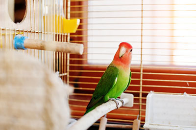 Как содержать попугая в домашних условиях